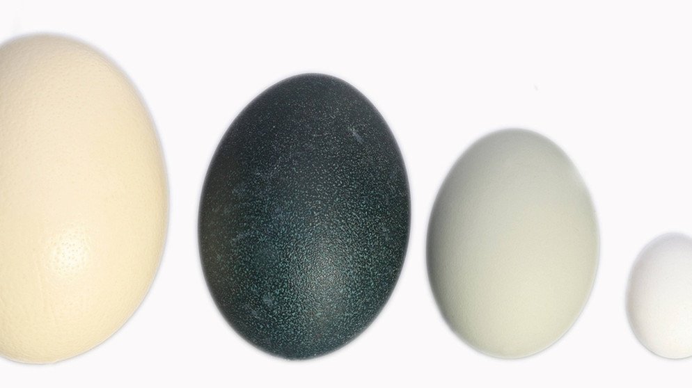 Vogel-Strauß-Ei (links) im Größenvergleich mit Emu, Schwan und Haushuhn | Bild: picture alliance  blickwinkel
