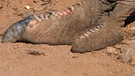 Zehen eines Vogel Strauß'. Der Strauß ist nicht nur der größte Vogel der Welt, sondern auch der Wehrhafteste: An seinen Zehen trägt er messerscharfe Krallen. | Bild: picture alliance / blickwinkel