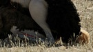 Vogel Strauß-Männchen und -Weibchen paaren sich. Der Strauß ist der größte und schwerste Vogel der Welt. Zur Paarungszeit bekommt das Männchen knallrote Beine und versucht, das Weibchen zu beeindrucken. | Bild: picture alliance / blickwinkel