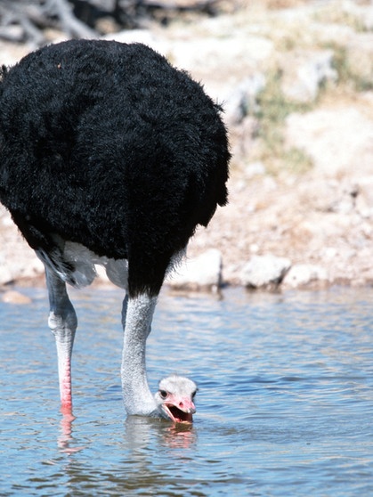 Ein Vogel Strauß trinkt an einem Wasserloch in Namibia. Der Laufvogel kann seinen Wasserbedarf auch über die Nahrung decken. | Bild: dpa Bilderdienste