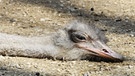 Ein Vogel Strauß liegt auf dem Boden und lässt sich von der Sonne wärmen. | Bild: picture-alliance/dpa