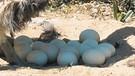 Vogel-Strauß-Henne über ihrem Nest. Das Straußenei gehört zu den größten Eiern der Welt. In ein Straußenei passen rund 25 Hühnereier. | Bild: picture alliance / blickwinkel