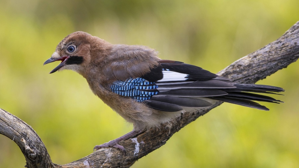 Der Eichelhäher ist leicht an seinen schwarz-weiß-leuchtend-blauen Flügeln zu erkennen. Sein Körper ist hellbraun.   | Bild: imago/blickwinkel