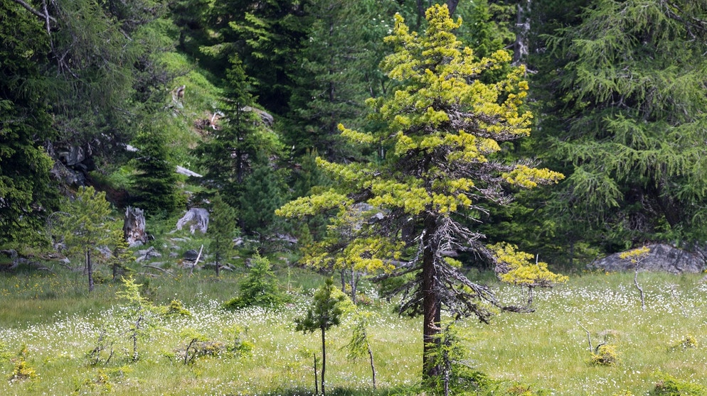 Zirbelkiefern werden oft von Tannenhähern gepflanzt: Er vergisst die Baumsamen in seinen Verstecken und lässt so den Wald in Bayern wachsen. | Bild: picture-alliance/dpa/blickwinkel/F. Hecker