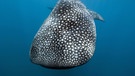 Walhai - der größte Fisch im Meer | Bild: picture-alliance/dpa/Arco Images