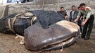 Walhai - der größte Fisch im Meer | Bild: picture-alliance/dpa
