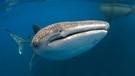 Walhai - der größte Fisch im Meer | Bild: picture alliance/augenklick