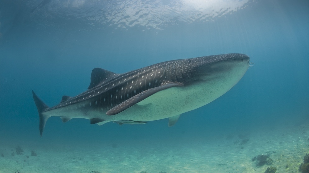 Walhai - der größte Fisch im Meer | Bild: picture-alliance/dpa