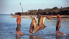 Walhai - der größte Fisch im Meer. Seine Flossen galten lange als Delikatesse. (Foto: Philippinen, 2002) | Bild: picture-alliance/dpa/WILDLIFE