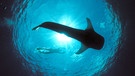 Walhai - der größte Fisch im Meer. | Bild: picture alliance/WILDLIFE