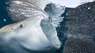 Walhai - der größte Fisch im Meer. | Bild: picture alliance/augenklick