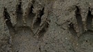 Der Waschbär – er gehört zu den Neozoen, den nach Deutschland eingewanderten, invasiven Tieren. | Bild: picture-alliance/dpa