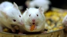 Fressende weiße Mäuse | Bild: picture-alliance/dpa