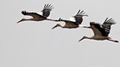 Erste Zugvögel bereiten Abflug zu Winterquartieren vor | Bild: picture-alliance/dpa