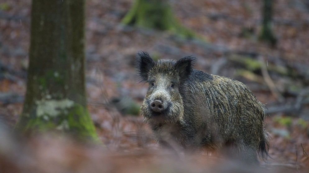 Wildschwein im Wald | Bild: picture alliance / Arco Images GmbH