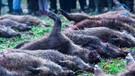 Erlegte Wildschweine in Mecklenburg-Vorpommern | Bild: picture-alliance/dpa