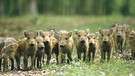 Zahlreiche junge Wildschweine, auch Frischlinge genannt, in einem Waldgebiet. | Bild: picture-alliance/dpa