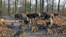 Wildschweine mit Nachwuchs auf Futtersuche | Bild: picture-alliance/dpa