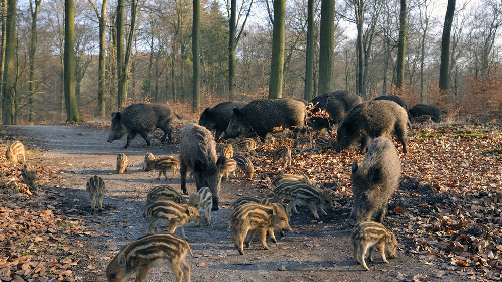 Wildschweine mit Nachwuchs auf Futtersuche | Bild: picture-alliance/dpa