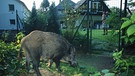 Wildschwein auf Futtersuche in einem Garten in Berlin | Bild: picture-alliance/dpa