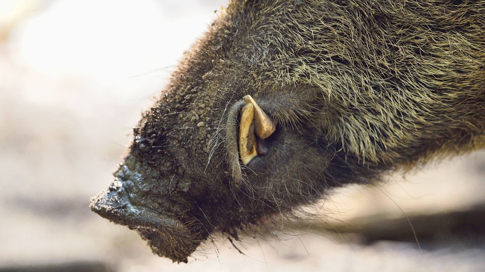 Männliches Wildschwein, auch Keiler genannt, mit gefährlichem Eckzahn | Bild: picture-alliance/dpa