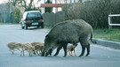 Wildschweine auf Futtersuche in einem Wohngebiet | Bild: picture-alliance/dpa