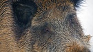 Wildschwein in Großaufnahme | Bild: picture alliance / blickwinkel