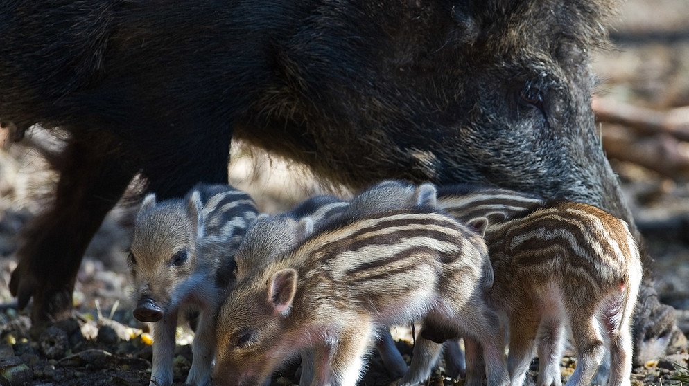 Wildschwein-Mama mit ihren Frischlingen, den Jungtieren | Bild: picture alliance / dpa/ Patrick Pleul