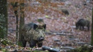 Wildschwein im Wald | Bild: picture alliance / Arco Images