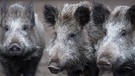 Wildschweine in einem Gehege in Brandenburg | Bild: picture alliance / Ralf Hirschberger/dpa-Zentralbild/dpa