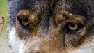 Wolf, ein Wildtier in Bayern | Bild: BR