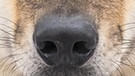 Der Wolf hat eine ausgezeichnete Nase und kann seine Beute über zwei Kilometer wittern. | Bild: picture alliance/Bildagentur-online