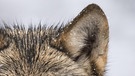 Die Ohren sind beim Wolf dreieckig. Das Heulen seiner Artgenossen kann er über 10 Kilometer weit hören. | Bild: picture alliance/Bildagentur-online