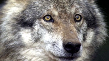 Wolf - ein Wildtier, das mittlerweile wieder nach Bayern zurückgekehrt ist | Bild: picture-alliance/dpa