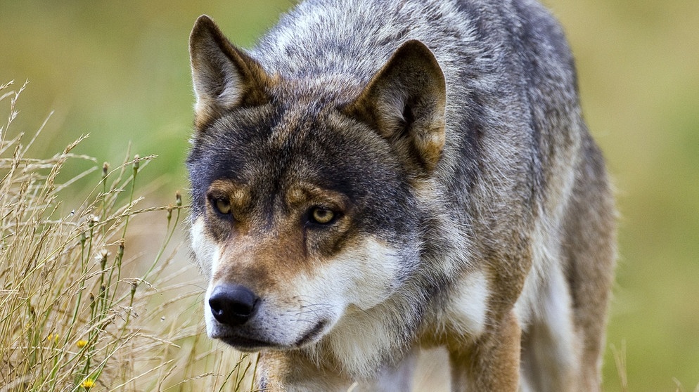 Ein lauernder Wolf. Im 19. Jahrhundert war der Wolf in Deutschland ausgerottet. Doch seit dem Jahr 2000 leben wieder Wölfe bei uns. Wie gut kennt ihr die Vorfahren unserer Haushunde? Hier erfahrt ihr spannende Fakten über die Raubtiere.   | Bild: BR