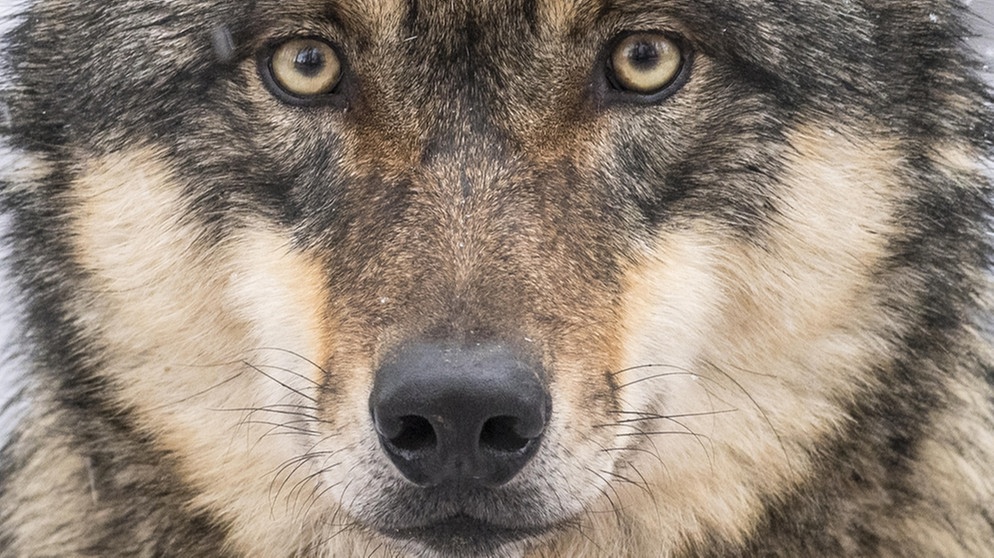 Nahaufnahme einer Wolfsschnauze. Im 19. Jahrhundert war der Wolf in Deutschland ausgerottet. Doch seit dem Jahr 2000 leben wieder Wölfe bei uns. Wie gut kennt ihr die Vorfahren unserer Haushunde? Hier erfahrt ihr spannende Fakten über die Raubtiere.   | Bild: picture alliance/Bildagentur-online