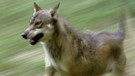 Ein schnell laufender Wolf. Im 19. Jahrhundert war der Wolf in Deutschland ausgerottet. Doch seit dem Jahr 2000 leben wieder Wölfe bei uns. Wie gut kennt ihr die Vorfahren unserer Haushunde? Hier erfahrt ihr spannende Fakten über die Raubtiere.   | Bild: picture-alliance/dpa