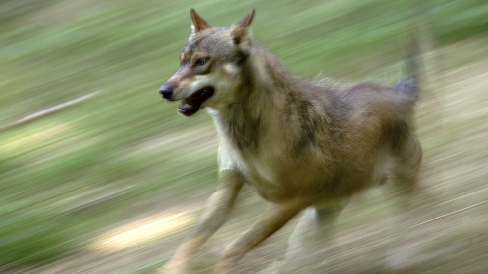 Ein schnell laufender Wolf. Im 19. Jahrhundert war der Wolf in Deutschland ausgerottet. Doch seit dem Jahr 2000 leben wieder Wölfe bei uns. Wie gut kennt ihr die Vorfahren unserer Haushunde? Hier erfahrt ihr spannende Fakten über die Raubtiere.   | Bild: picture-alliance/dpa