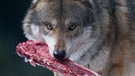 Wolf mit einem Riss. Im 19. Jahrhundert war der Wolf in Deutschland ausgerottet. Doch seit dem Jahr 2000 leben wieder Wölfe bei uns. Wie gut kennt ihr die Vorfahren unserer Haushunde? Hier erfahrt ihr spannende Fakten über die Raubtiere.   | Bild: picture-alliance/dpa