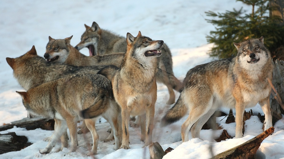 Rudel Wölfe in einer Winterlandschaft. Im 19. Jahrhundert war der Wolf in Deutschland ausgerottet. Doch seit dem Jahr 2000 leben wieder Wölfe bei uns. Wie gut kennt ihr die Vorfahren unserer Haushunde? Hier erfahrt ihr spannende Fakten über die Raubtiere.   | Bild: picture-alliance/dpa
