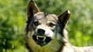Zwei zähnefletschende Wölfe. Im 19. Jahrhundert war der Wolf in Deutschland ausgerottet. Doch seit dem Jahr 2000 leben wieder Wölfe bei uns. Wie gut kennt ihr die Vorfahren unserer Haushunde? Hier erfahrt ihr spannende Fakten über die Raubtiere.   | Bild: colourbox.com