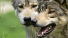 Zwei Wölfe. Im 19. Jahrhundert war der Wolf in Deutschland ausgerottet. Doch seit dem Jahr 2000 leben wieder Wölfe bei uns. Wie gut kennt ihr die Vorfahren unserer Haushunde? Hier erfahrt ihr spannende Fakten über die Raubtiere.   | Bild: picture-alliance/dpa
