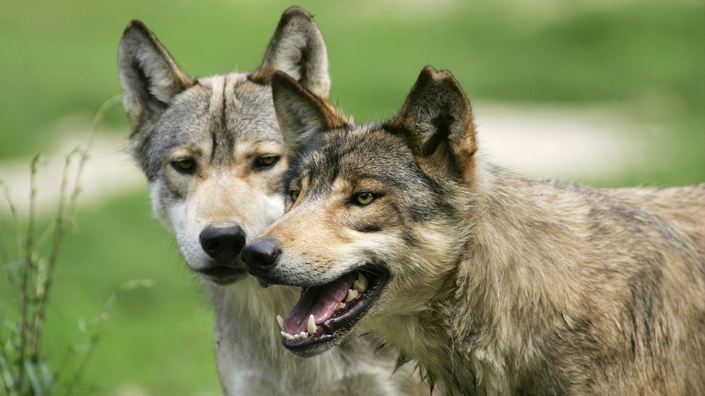Zwei Wölfe. Im 19. Jahrhundert war der Wolf in Deutschland ausgerottet. Doch seit dem Jahr 2000 leben wieder Wölfe bei uns. Wie gut kennt ihr die Vorfahren unserer Haushunde? Hier erfahrt ihr spannende Fakten über die Raubtiere.   | Bild: picture-alliance/dpa