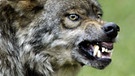 Zähnefletschende Wölfe. Im 19. Jahrhundert war der Wolf in Deutschland ausgerottet. Doch seit dem Jahr 2000 leben wieder Wölfe bei uns. Wie gut kennt ihr die Vorfahren unserer Haushunde? Hier erfahrt ihr spannende Fakten über die Raubtiere.   | Bild: picture-alliance/dpa