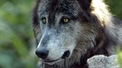 Ein Wolf liegt auf einem Stein. Im 19. Jahrhundert war der Wolf in Deutschland ausgerottet. Doch seit dem Jahr 2000 leben wieder Wölfe bei uns. Wie gut kennt ihr die Vorfahren unserer Haushunde? Hier erfahrt ihr spannende Fakten über die Raubtiere.   | Bild: colourbox.com