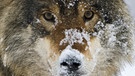 Wolf im Schnee. Im 19. Jahrhundert war der Wolf in Deutschland ausgerottet. Doch seit dem Jahr 2000 leben wieder Wölfe bei uns. Wie gut kennt ihr die Vorfahren unserer Haushunde? Hier erfahrt ihr spannende Fakten über die Raubtiere.   | Bild: picture-alliance/dpa