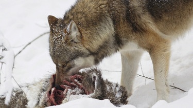 Der Wolf - hier beim Fressen seiner Beute in einer Winterlandschaft. Im 19. Jahrhundert war der Wolf in Deutschland ausgerottet. Doch seit dem Jahr 2000 leben wieder Wölfe bei uns. Wie gut kennt ihr die Vorfahren unserer Haushunde? Hier erfahrt ihr spannende Fakten über die Raubtiere.   | Bild: picture-alliance/dpa