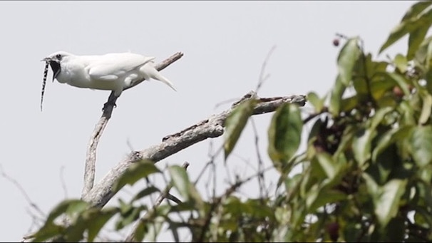 Snippet: Watch the world’s loudest bird scream for a mate | Bild: Science Magazine (via YouTube)