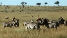 Zebras in der Serengeti | Bild: picture-alliance/dpa