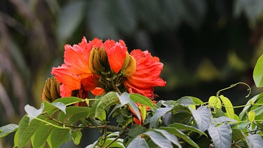 Afrikanischer Tulpenbaum (Spathodea campanulata), blühend in Kuba. | Bild: picture alliance / blickwinkel/M. Woike | M. Woike